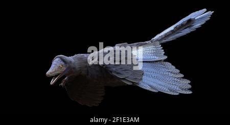 Archaeopteryx, bird-like dinosaur from the Late Jurassic period around 150 million years ago isolated on black background Stock Photo