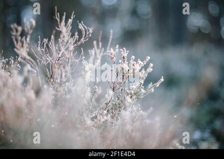 Snow covered branches in a forest. Winter wonderland concept. Heather flowers covered in snow.