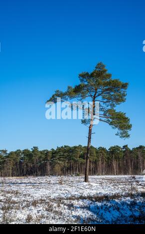 Heath landscape with Scots pine tree on a sunny winter day (Pinus sylvestris) Stock Photo