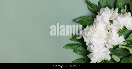 Beautiful white peony flower on green. Close-up. Floral background for postcard, lettering, painting, wedding card, banner, flower shop Stock Photo