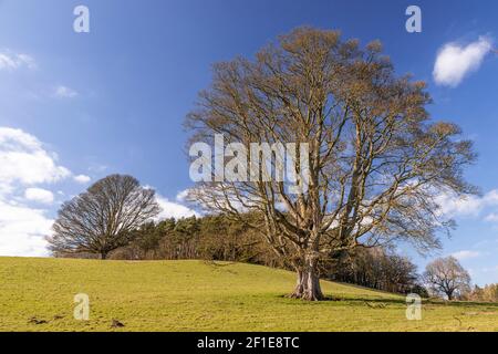 Large ancient tree at Gwysaney, near Mold, North Wales Stock Photo