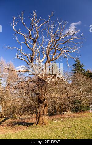 Large ancient tree at Gwysaney, near Mold, North Wales Stock Photo