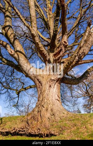 Large ancient tree at Gwysaney, near Mold, North Wales Stock Photo