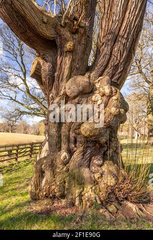 Large ancient tree at Gwysaney, near Mold, North Wales Stock Photo