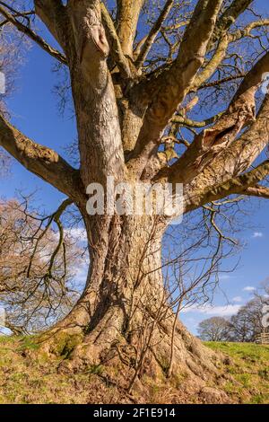 Large ancient tree at Gwysaney, near Mold, North Wales Stock Photo