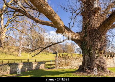 Large ancient tree at Gwysaney, near Mold, North Wales Stock Photo