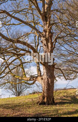 Large ancient tree at Gwysaney, near Mold, North Wales Stock Photo