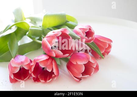 Beautiful fresh pink tulips laying on a white table. Stock Photo