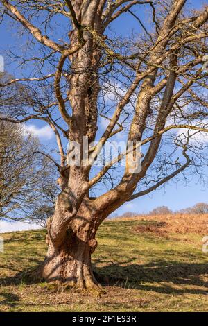 Large ancient tree at Gwysaney, near Mold, North Wales Stock Photo
