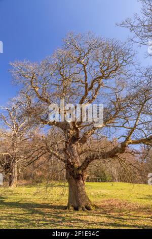 Large ancient tree at Gwysaney, near Mold, North Wales Stock Photo