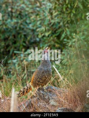 cheer pheasant or Catreus wallichii or Wallichs pheasant portrait ...