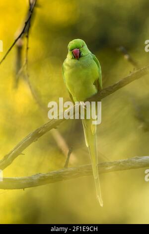 Alexandrine parakeet or parrot portrait in natural green background of keoladeo ghana national park or bharatpur bird sanctuary rajasthan india Stock Photo