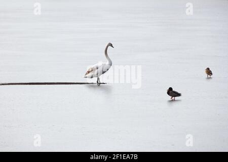 Two ducks watching a swan walking toward them on a frozen lake Stock Photo