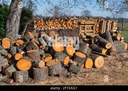 Rural wood storage of sawed tree trunks and firewood Stock Photo