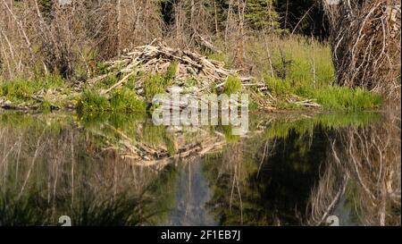 Large Beaver Hut House Dam Wyoming Lake River Stock Photo