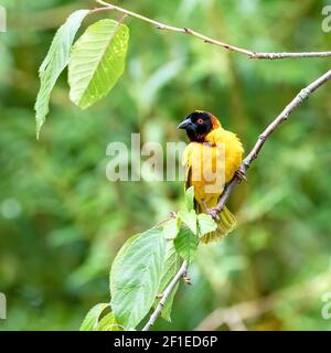 Adult male black-headed weaver bird, ploceus-melanocephalus, perched on a branch against soft green foliage background. Space for text. Stock Photo