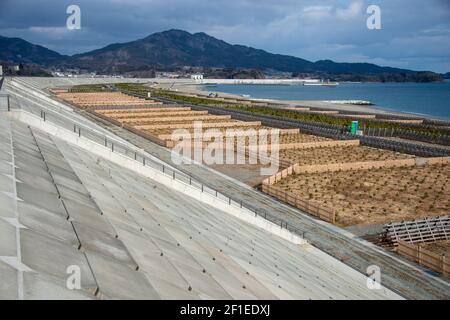 A pine nursery stands beneath the 2-km-long, 21.5-meter-high seawalls that marshal Rikuzentakata, Iwate Prefecture, Japan on 19 Feb. 2021.  March 11, 2021 marks the 10th anniversary of the earthquake and tsunami that devastated the entire region taking more than 18,000 lives and wiping out hundreds of thousands of homes, businesses and public offices and schools. The city used to be famous for thousands of black pines that lined the seafront pictured but were washed away by the March 2011 tsunami. Photographer: Robert Gilhooly Stock Photo