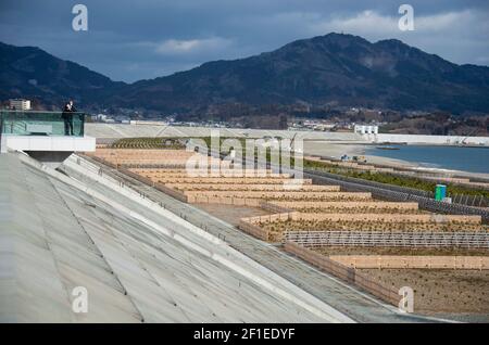 A pine nursery stands beneath the 2-km-long, 21.5-meter-high seawalls that marshal Rikuzentakata, Iwate Prefecture, Japan on 19 Feb. 2021.  The city used to be famous for thousands of black pines that lined the seafront pictured but were washed away by the March 2011 tsunami. March 11, 2021 marks the 10th anniversary of the earthquake and tsunami that devastated the entire region taking more than 18,000 lives and wiping out hundreds of thousands of homes, businesses and public offices and schools. Photographer: Robert Gilhooly Stock Photo