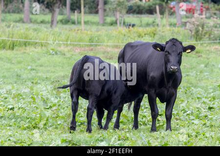 Black cow and suckling calf Photographed in Giethoorn a town in the province of Overijssel, Netherlands It is located in the municipality of Steenwijk Stock Photo