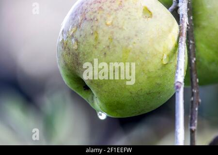 Close up of Raindrops on an apple on a tree Photographed in Giethoorn a town in the province of Overijssel, Netherlands It is located in the municipal Stock Photo
