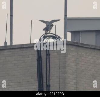 London, UK. 8 March 2021. Spring is in the air with a breeding pair of Peregrine Falcons returning to the roof of the 14 storey London Borough of Merton Civic Centre where they have nested every year since 2015. Image taken from a distance with telephoto lens. Credit: Malcolm Park/Alamy Live News Stock Photo