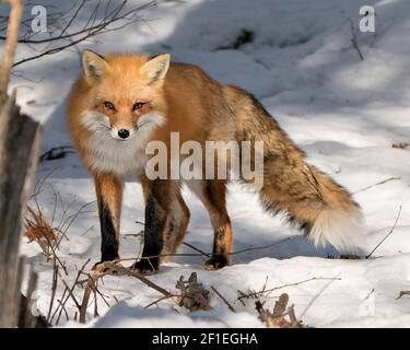 Red fox close-up profile side view in the winter season in its environment and habitat with blur snow background displaying bushy wet fox tail. Stock Photo