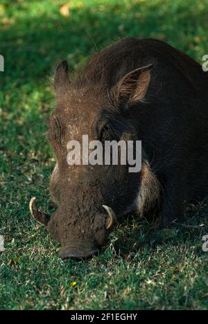 Wharthog grazing, Kruger National Park South Africa Stock Photo