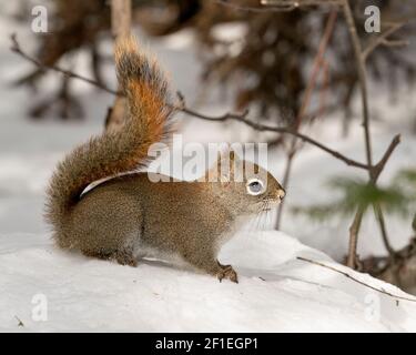 Squirrel close-up profile side view in the forest, standing in the snow with blur background displaying its brown fur, in its habitat and environment. Stock Photo
