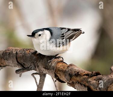 White-Breasted Nuthatch close-up profile view perched with a blur background in its environment and habitat. Nuthatch Image. Picture. Portrait. Stock Photo