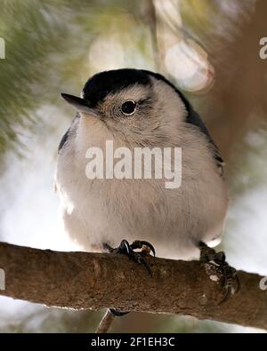 White-Breasted Nuthatch close-up profile view perched with a blur background in its environment and habitat. Nuthatch Image. Picture. Portrait. Stock Photo