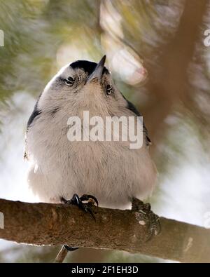 White-Breasted Nuthatch close-up profile view perched looking at camera with eyes half closed with a blur background in its environment and habitat. Stock Photo