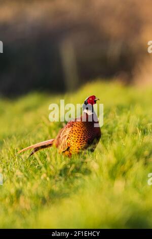 Rooster of Common Pheasant, Ring-necked Pheasant, Phasianus colchicus