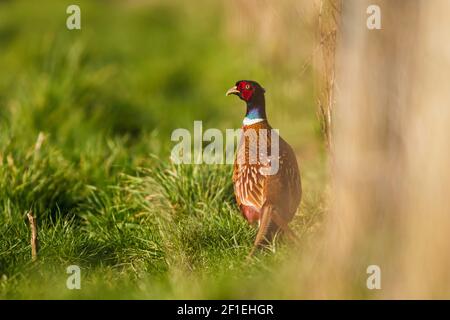 Rooster of Common Pheasant, Ring-necked Pheasant, Phasianus colchicus
