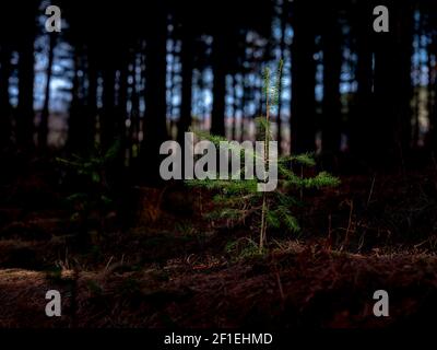 On a dark forest floor a young fir tree sapling finds a strip of light to grow in. Stock Photo