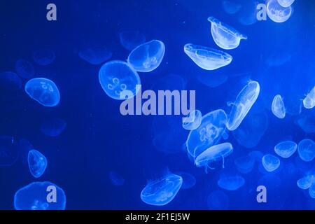 Sea Jellys, jellyfish Stock Photo