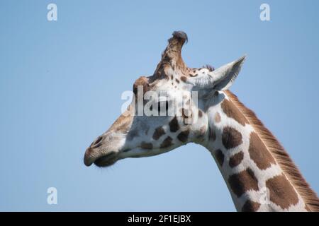 Head of a Rothschild giraffe in s safari park in the UK Stock Photo