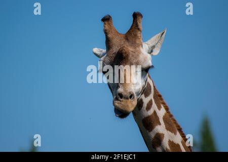 Head of a Rothschild giraffe in s safari park in the UK Stock Photo