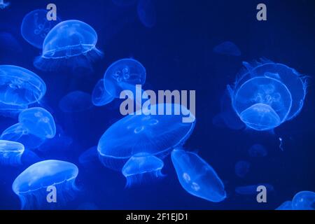 Sea Jellys, jellyfish Stock Photo