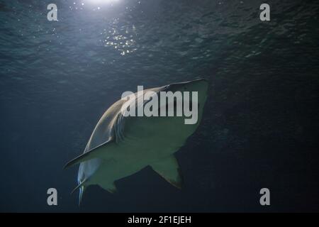 Blacktip reef shark - Carcharhinus melanopterus- saltwater fish Stock Photo