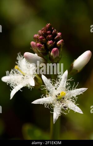 Bogbean (Menyanthes trifoliata) flower head in garden pond, Somerset, UK, April 2020. Stock Photo