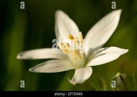 Star-of-Bethlehem (Ornithogalum umbellatum) flower in garden lawn, Somerset, UK, May 2020. Stock Photo