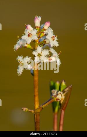 Bogbean (Menyanthes trifoliata) flower head in garden pond, Somerset, UK, April 2020. Stock Photo