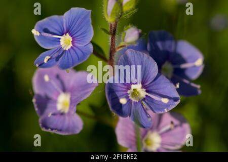 Persian speedwell (Veronica persica), non-native, flowers in garden lawn, Somerset, UK, May 2020. Stock Photo