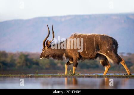 Nyala (Tragelaphus angasii) male, Zimanga game reserve, KwaZulu-Natal, South Africa Stock Photo