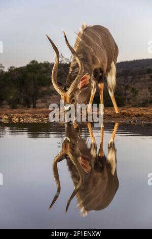 Nyala (Tragelaphus angasii) male at water at dusk, Zimanga game reserve, KwaZulu-Natal, South Africa Stock Photo