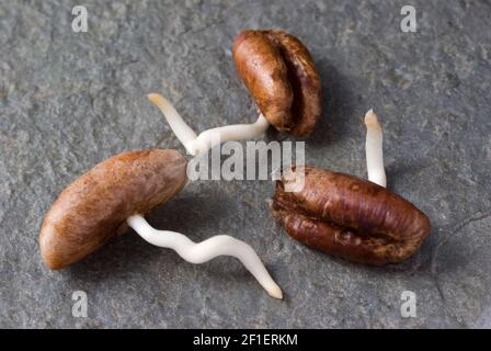Germinating Date Palm Seeds Stock Photo