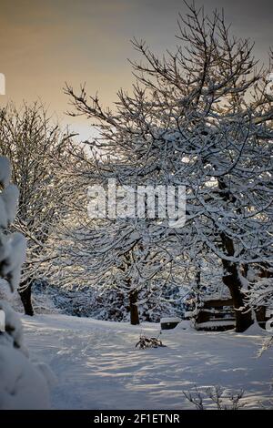 Snow covered trees in the Yorkshire moorland smallholding garden at 900ft Stock Photo