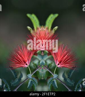 Calliandra emarginata (Pink Powder Puff) an ornamental flowering plant with red dainty powder-puff flowers on an abstract composition. Stock Photo