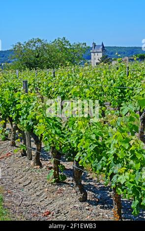 Chinon  vineyard, Indre-et-Loire, France. Chinon wine comes from the vineyards around the town of Chinon in Touraine. Stock Photo