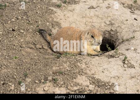 Prarie Dog Stand Sentry Underground Home Entrance Stock Photo
